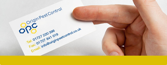 Business Card Business Card