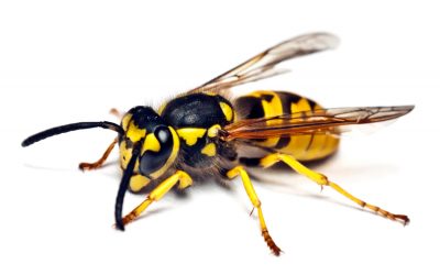 Insect Control Services
