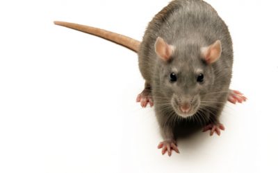 How to Get Rid of Rats